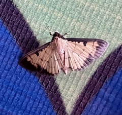 Lepidoptera