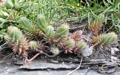 Petrosedum