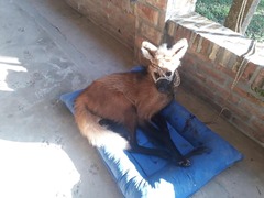 Chrysocyon brachyurus