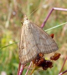 Udea lutealis