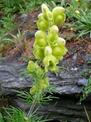 Aconitum anthora