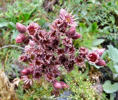 Sempervivum