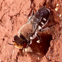 Megachile aurifrons