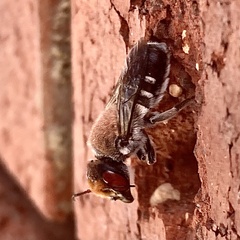 Megachile aurifrons