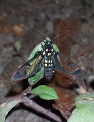 Cosmosoma xanthosticta