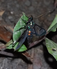 Cosmosoma xanthosticta