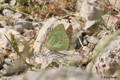 Catopsilia florella