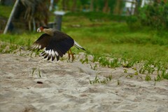 Caracara plancus plancus