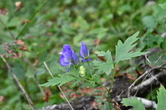 Aconitum taigicola