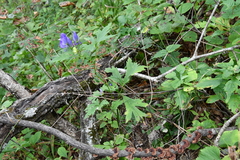 Aconitum taigicola