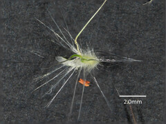 Rytidosperma longifolium