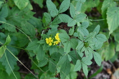 Potentilla cryptotaeniae
