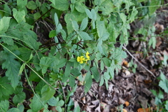 Potentilla cryptotaeniae