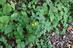 Potentilla cryptotaeniae