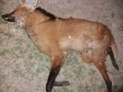 Chrysocyon brachyurus