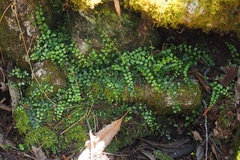 Asplenium flabellifolium