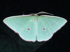 Chlorocoma cadmaria