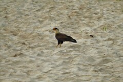 Caracara plancus plancus