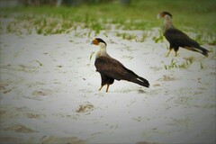 Caracara plancus plancus
