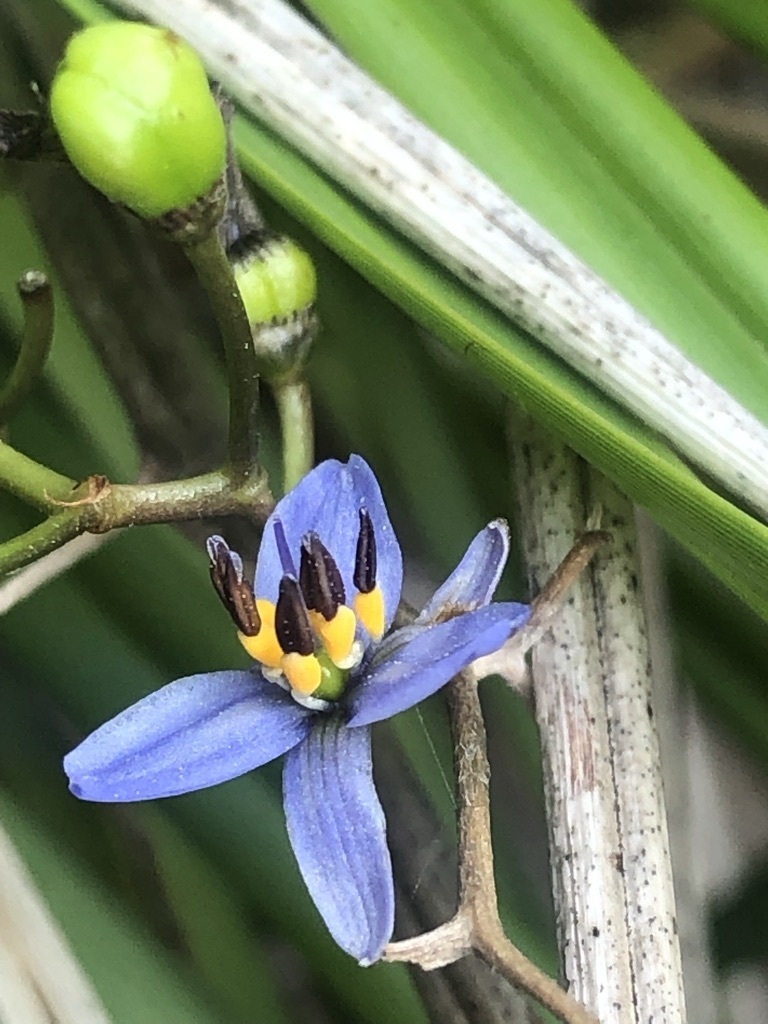 Tasmanian flax-lily from The Gardens TAS 7216, Australia on December 4 ...