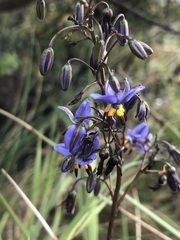 Dianella brevicaulis