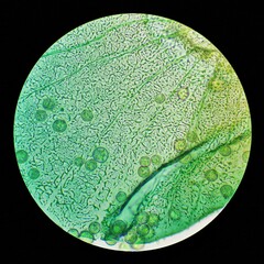 Arcyria pausiaca