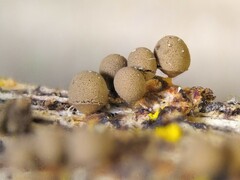 Arcyria pausiaca