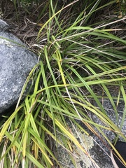 Dianella brevicaulis