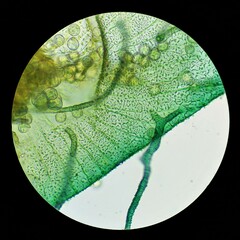 Arcyria pausiaca