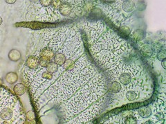 Arcyria pausiaca