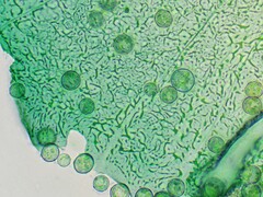 Arcyria pausiaca