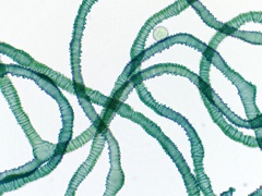 Arcyria pausiaca