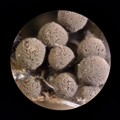 Arcyria pausiaca
