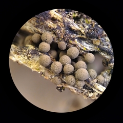 Arcyria pausiaca