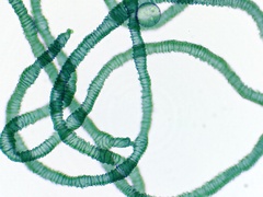 Arcyria pausiaca