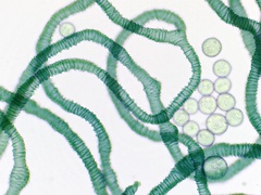 Arcyria pausiaca