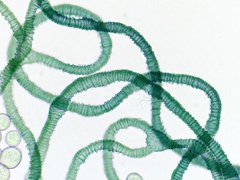 Arcyria pausiaca