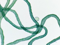 Arcyria pausiaca