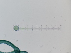Arcyria pausiaca