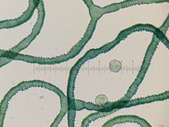Arcyria pausiaca