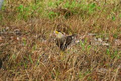 Caracara plancus plancus