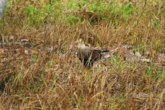 Caracara plancus plancus