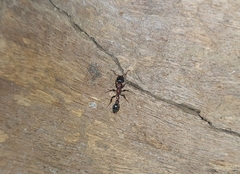 Tetraponera rufonigra