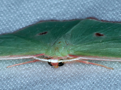 Chlorocoma cadmaria