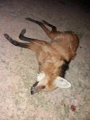 Chrysocyon brachyurus