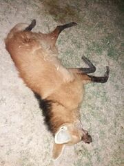 Chrysocyon brachyurus