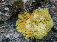 Teloschistaceae