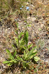 Cynoglossum australe