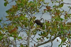 Caracara plancus plancus