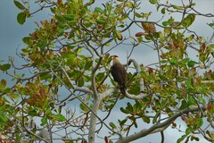Caracara plancus plancus